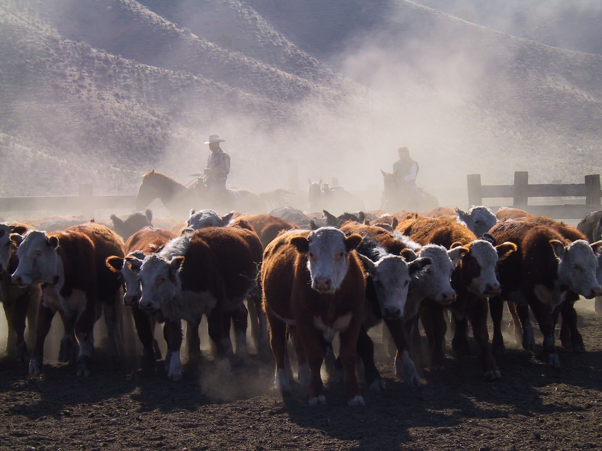 DP24838 Tomera Steer Shipping Christina Barr