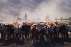 DP24838 Tomera Steer Shipping Christina Barr